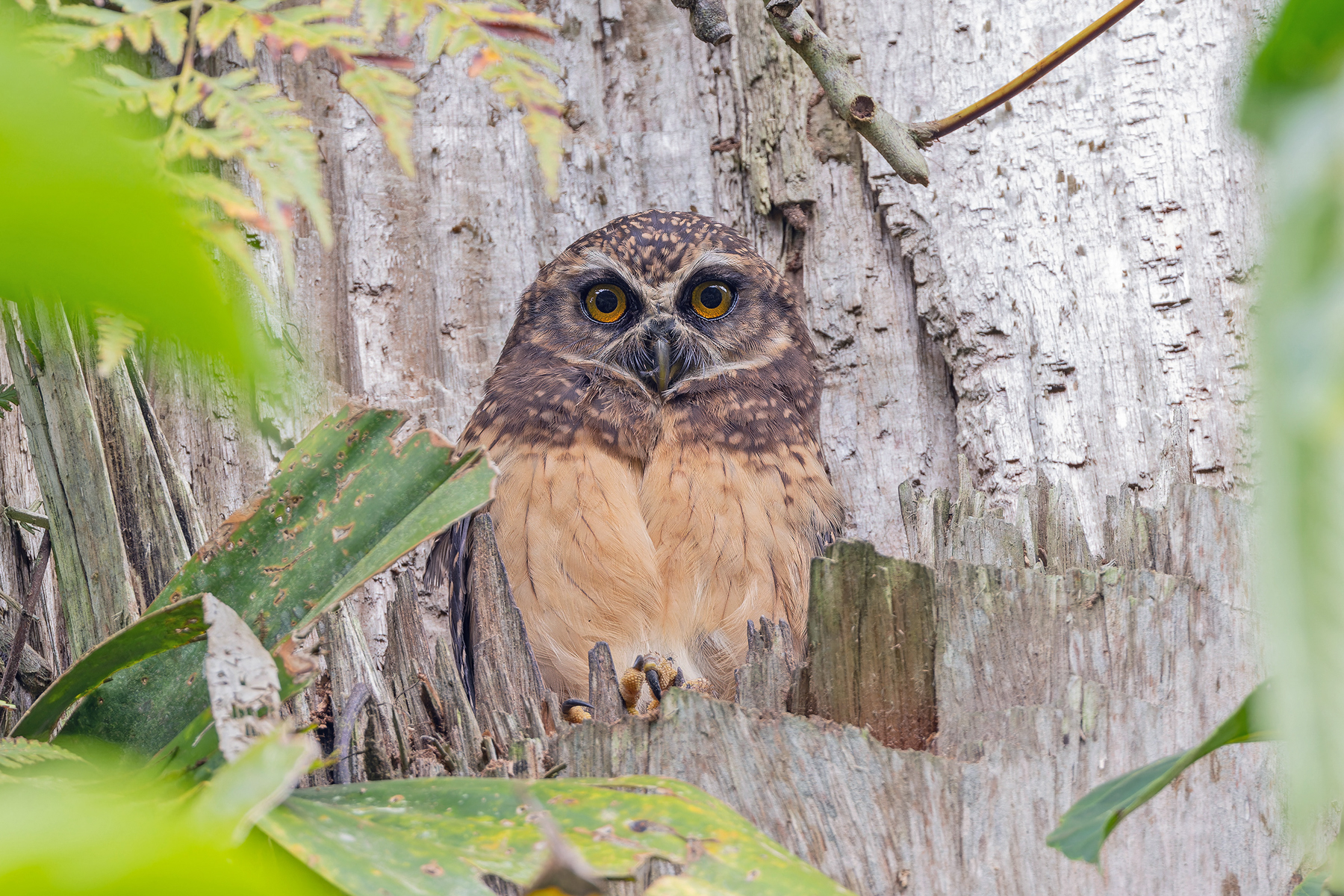 West Solomons Owl (image by Pete Morris)