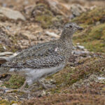 White-bellied Seedsnipe (image by Pete Morris)