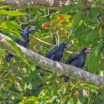 White-billed Crows (image by Pete Morris)