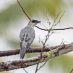 White-breasted Cuckooshrike (image by Pete Morris)