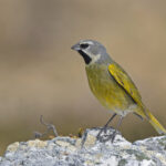 White-bridled Finch (image by Pete Morris)