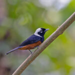White-capped Monarch (image by Pete Morris)