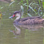 White-cheeked Pintail (image by Pete Morris)