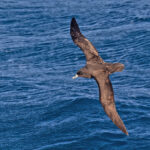 White-chinned Petrel (image by Pete Morris)