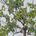 White-headed Fruit Dove (image by Pete Morris)