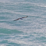 White-headed Petrel (image by Pete Morris)