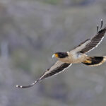 White-throated Caracara (image by Pete Morris)