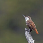 White-throated Treerunner (image by Pete Morris)