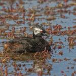 White-tufted Grebe (image by Pete Morris)