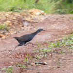 Woodford's (Guadalcanal) Rail (image by Pete Morris)