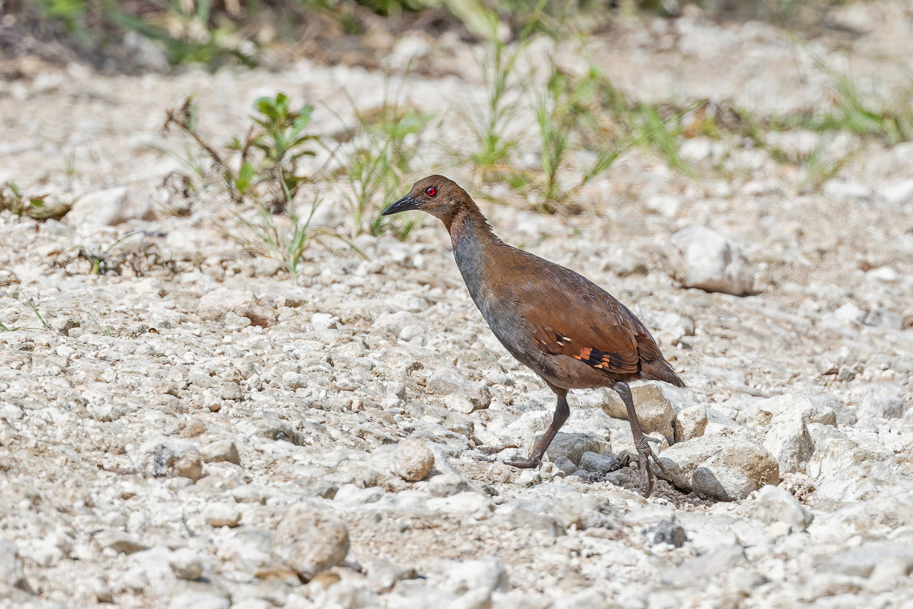 Woodford's (Malaita) Rail (image by Pete Morris)