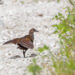 Woodford's (Malaita) Rail (image by Pete Morris)