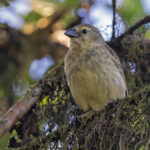 (Isabela) Woodpecker Finch (image by Pete Morris)