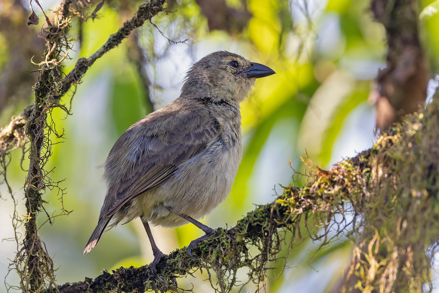 (Isabela) Woodpecker Finch (image by Pete Morris)