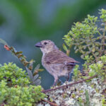 (San Cristobal) Woodpecker Finch (image by Pete Morris)