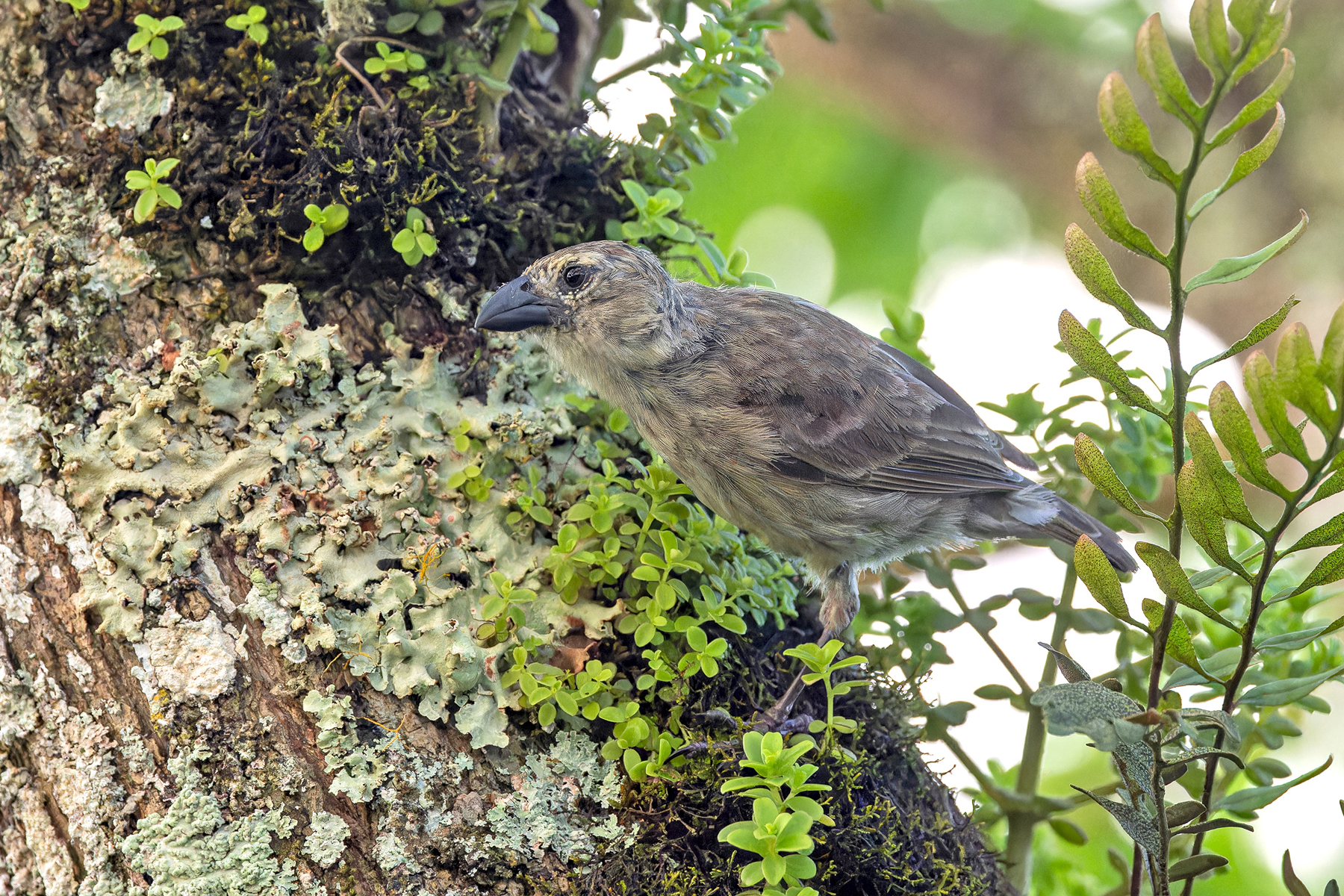 (San Cristobal) Woodpecker Finch (image by Pete Morris)