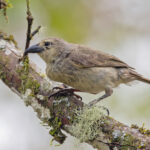 (Santa Cruz) Woodpecker Finch (image by Pete Morris)