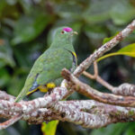 Yellow-bibbed Fruit Dove (image by Pete Morris)