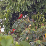 Yellow-bibbed Lory (image by Pete Morris)