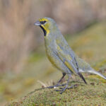 Yellow-bridled Finch (image by Pete Morris)