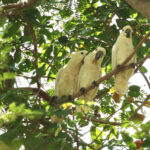 Yellow-crested Cockatoos (image by Craig Robson)