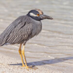 Yellow-crowned Night Heron (image by Pete Morris)