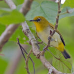Yellow-throated White-eye (image by Pete Morris)