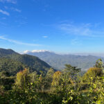 Montane Flores (image by Dawn Brown)