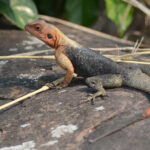 Agama Lizard (image by Mark Van Beirs)