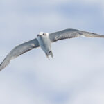 Aleutian Tern (image by Pete Morris)
