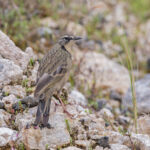 Alpine Pipit (image by Pete Morris)