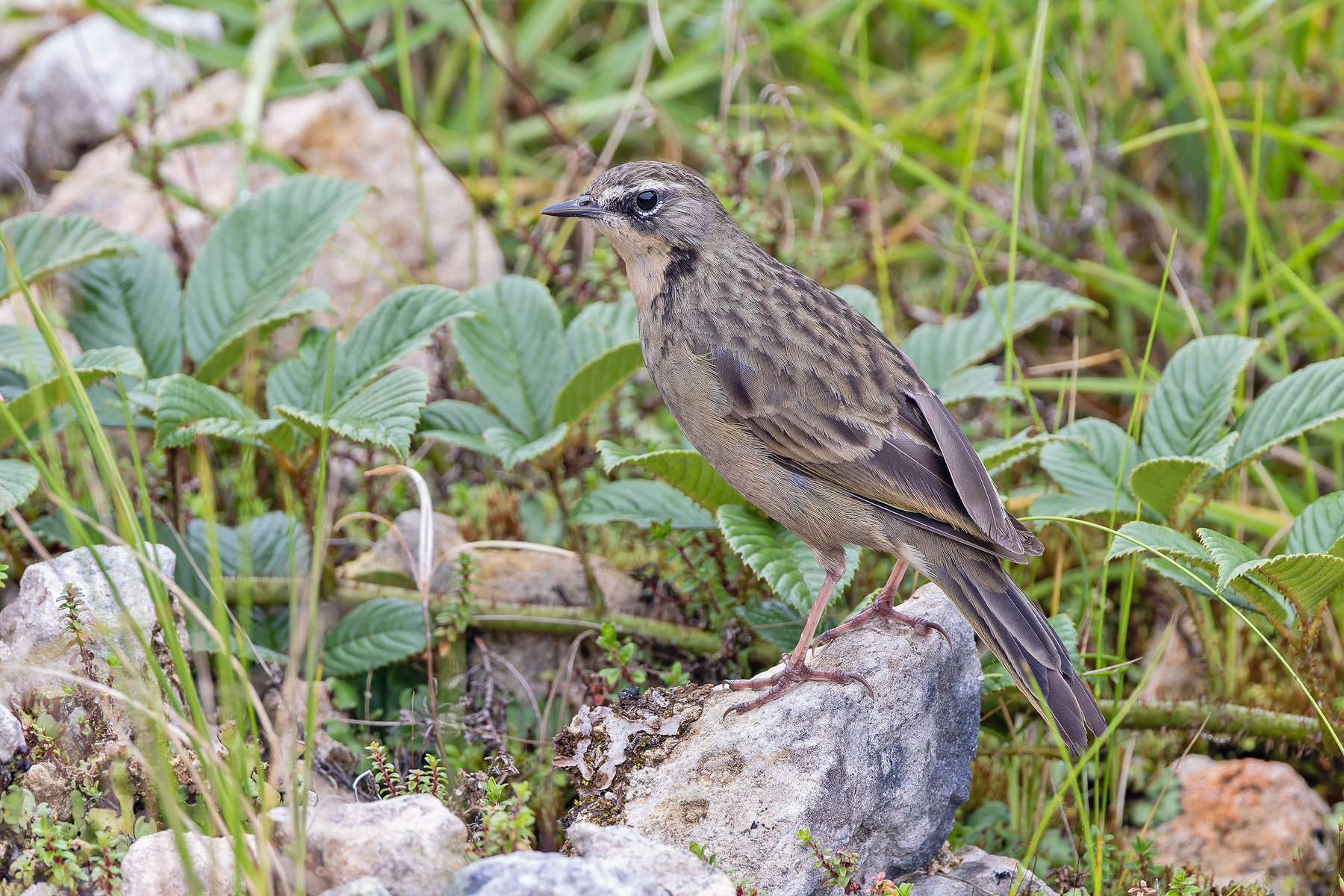 Alpine Pipit (image by Pete Morris)