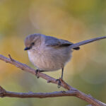 American (Grinda's) Bushtit (image by Pete Morris)