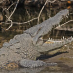 American Crocodile (image by Pete Morris)