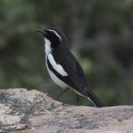 Angola Cave Chat (image by Mark Van Beirs)