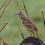 Angola Lark (image by Mark Van Beirs)