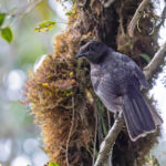 Archbold's Bowerbird (image by Pete Morris)