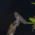 Archbold's Nightjar (image by Pete Morris)