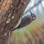 Arizona Woodpecker (image by Pete Morris)