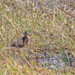Aztec Rail (image by Pete Morris)