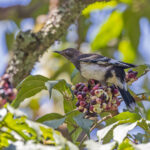Aztec Thrush (image by Pete Morris)