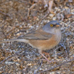 Baird's Junco (image by Pete Morris)