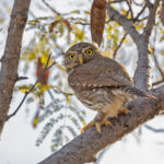 Baja Pygmy Owl (image by Pete Morris)