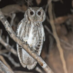 Balsas Screech Owl (image by Pete Morris)