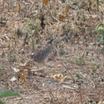 Banded Quail (image by Pete Morris)