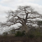 Baobab (image by Mark Van Beirs)