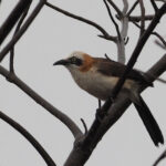 Bare-cheeked Babbler (image by Mark Van Beirs)
