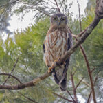 Barking Owl (image by Pete Morris)