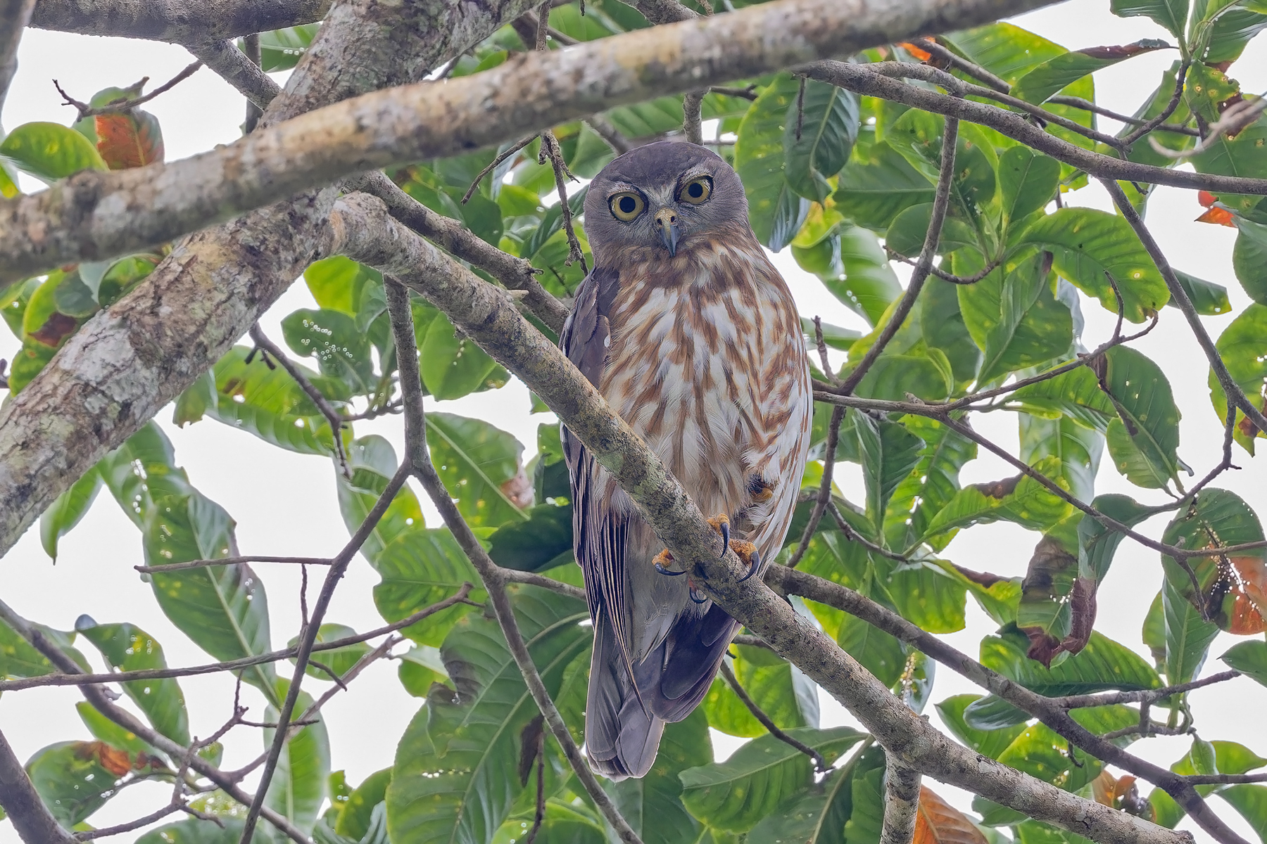 Barking Owl (image by Pete Morris)