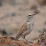 Benguela Long-billed Lark (image by Mark Van Beirs)